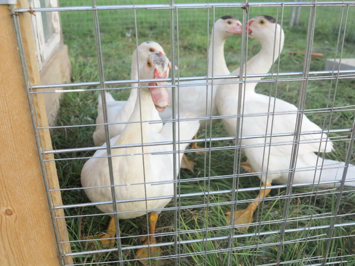 Ferienwohnung Kuehnel Pfaffendorf Buitenkant foto